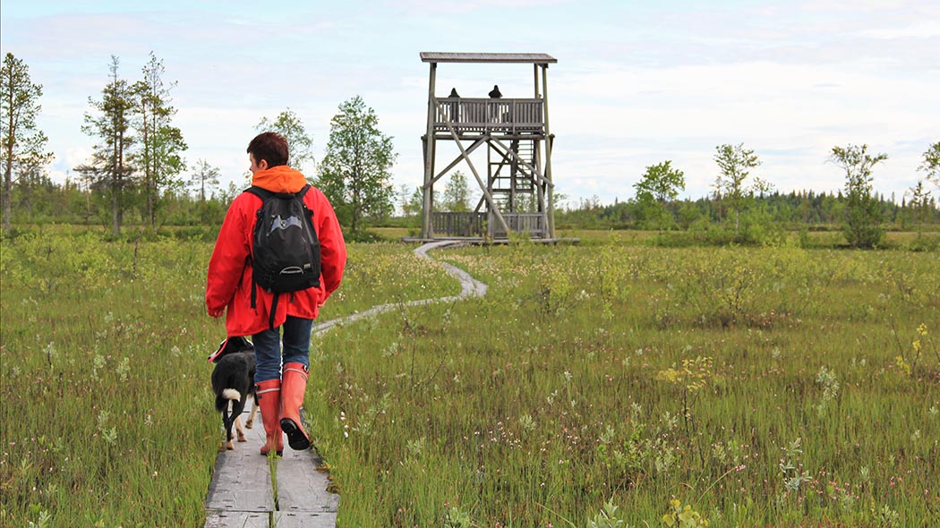 En vandrare med hund går på en spång som leder till fågeltornet.