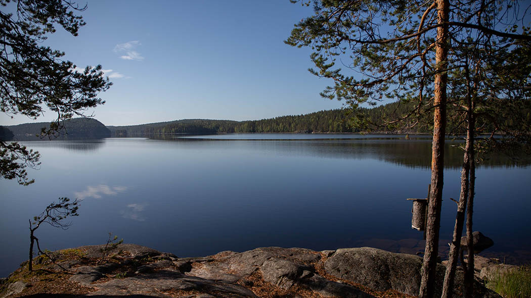 Lugn sjöyta. Stenig strand och skog i landskapet. Det är en solig morgon.