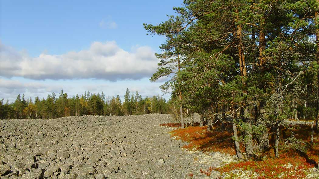 Bred område av sten, med skog i kanterna