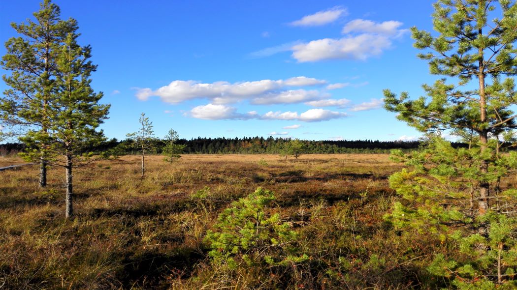 En myr där små tallar växer.