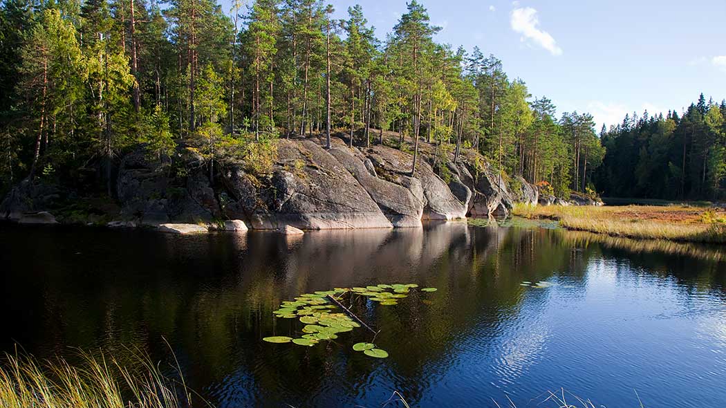 I förgrunden finns en damm och vattenväxter. Bakom dammen finns ett berg och tallskog.