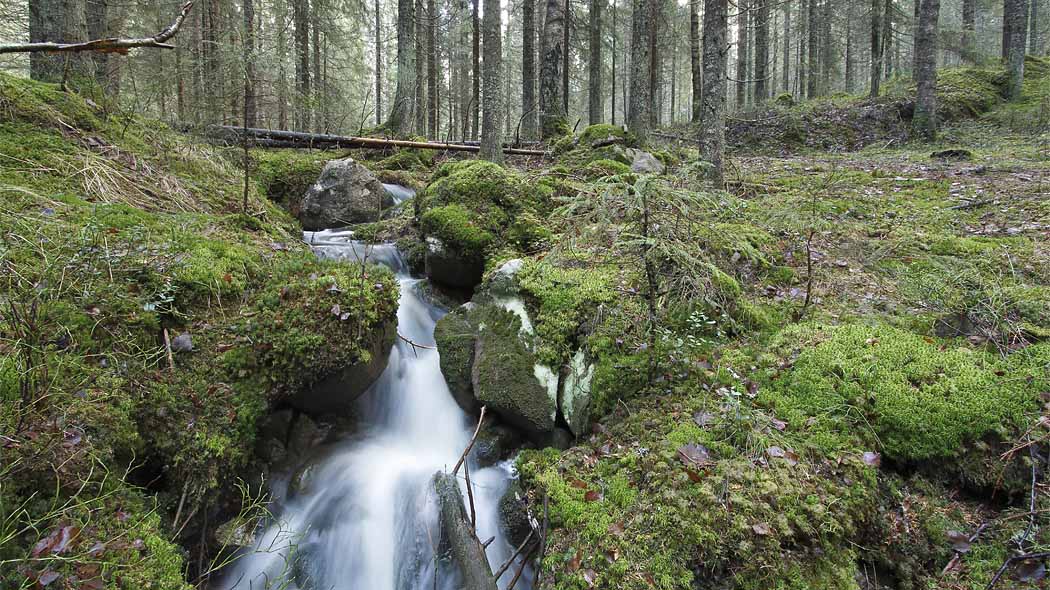 En liten bäck rinner mellan mossiga stenar i skogen