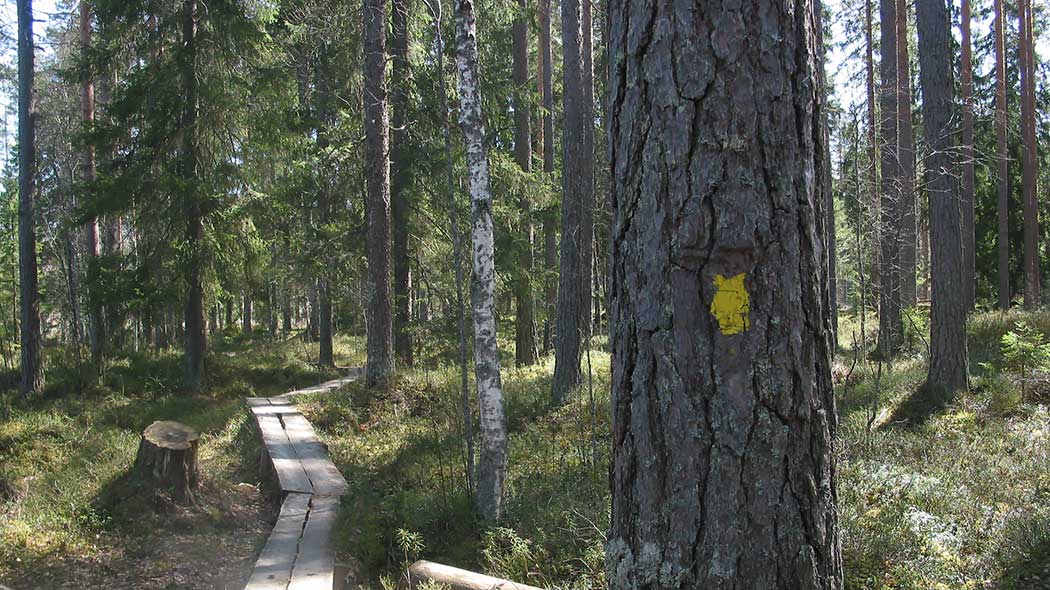 Spångar i skogen. I förgrunden en tall med en gul ledmarkering.