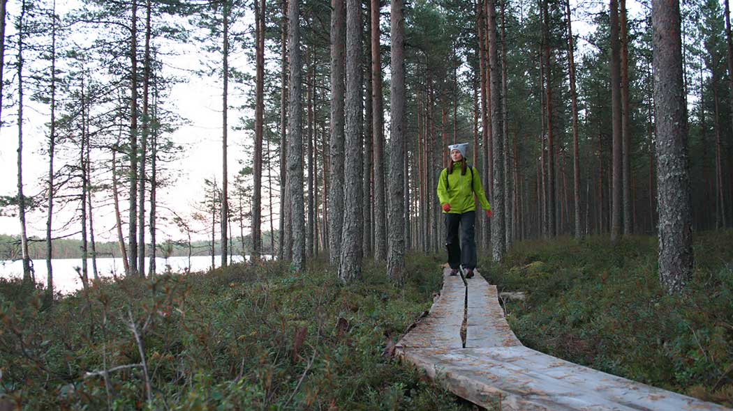 En vandrare promenerar på spångar i tallskog med rismark. Till vänster skymtar en sjö mellan träden.