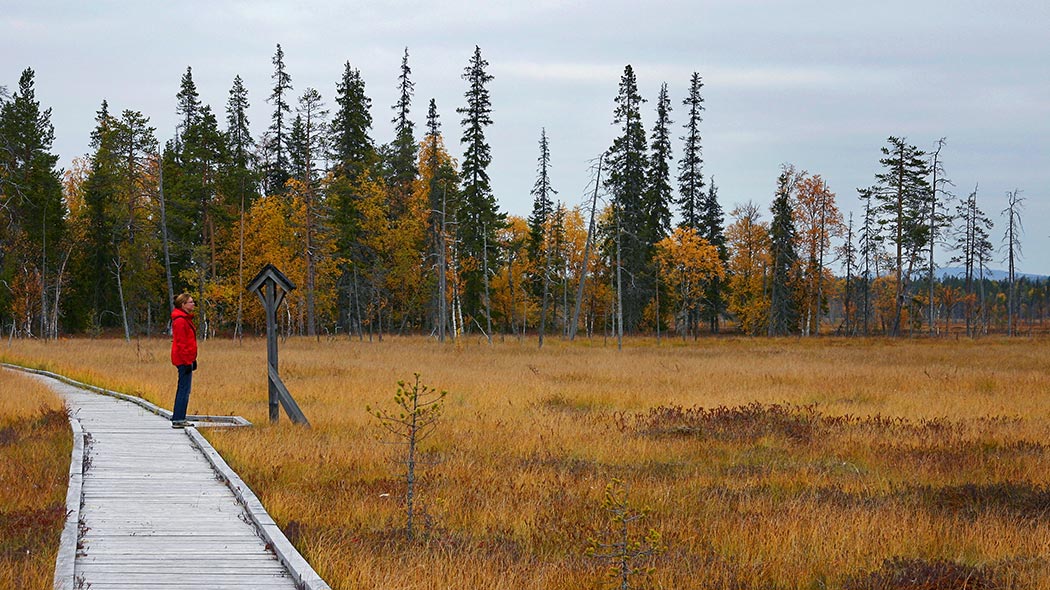 En vandrare på Sokanaapa naturstig, på Luiro myrarnas område. Bild: Pia Jaakola.