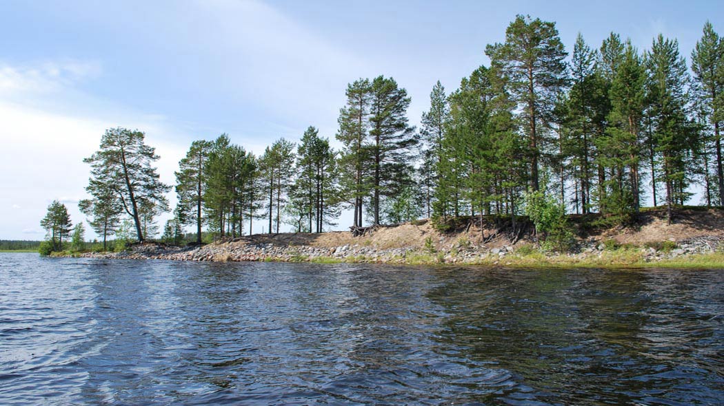 En smal och lång sandbank, stranden är eroderad. Det växer barrträd på sandbanken.