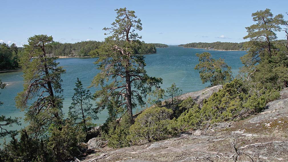 Stenig strand, träd och havet. Det finns en solig dag.