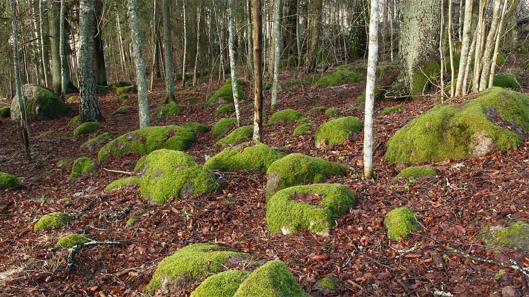 Stenar täckta av mossa bredvid en naturstig.