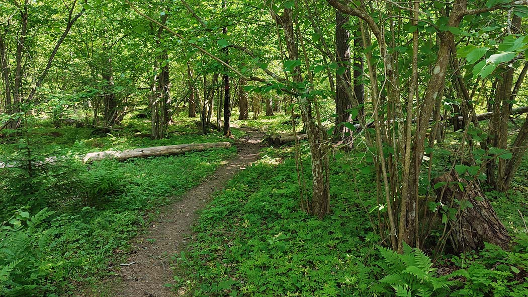 Stigen i lövskogen.