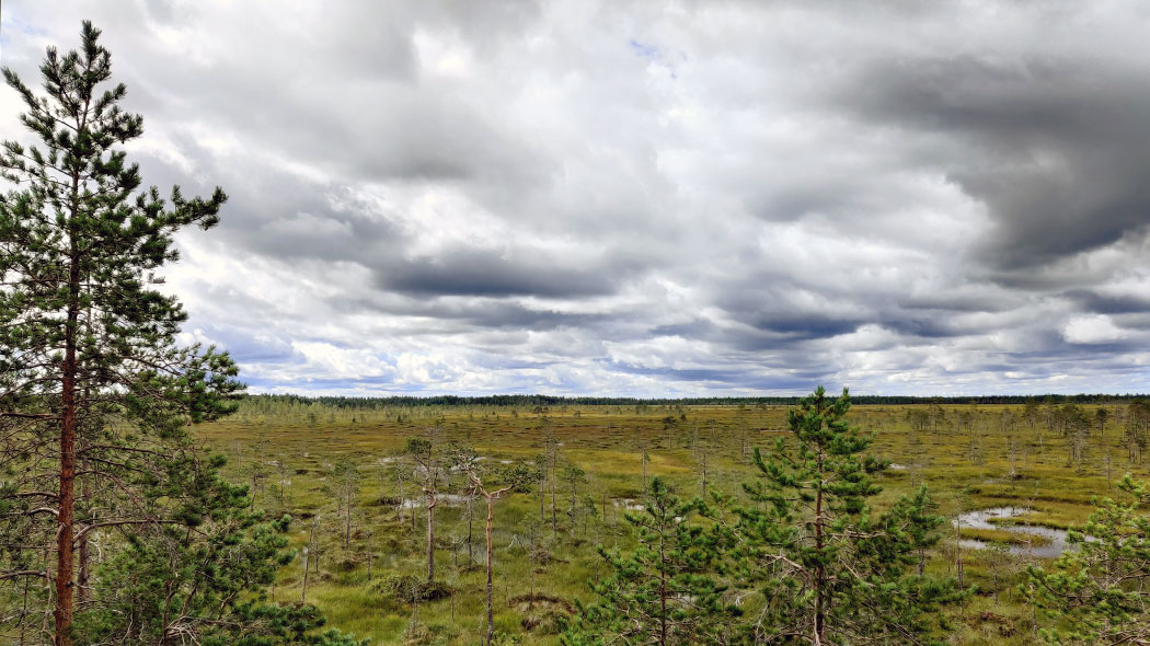 Öppet kärrlandskap. Träd i förgrunden.