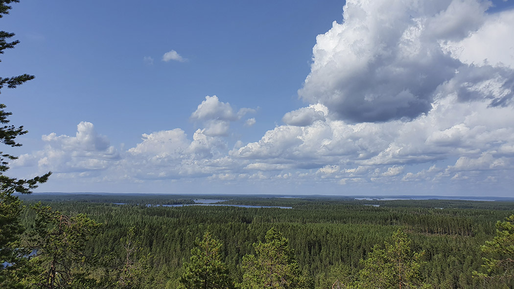 Utsiktsplatsen har utsikt över sommarskogen och sjölandskapet. I förgrunden grenar av träd.