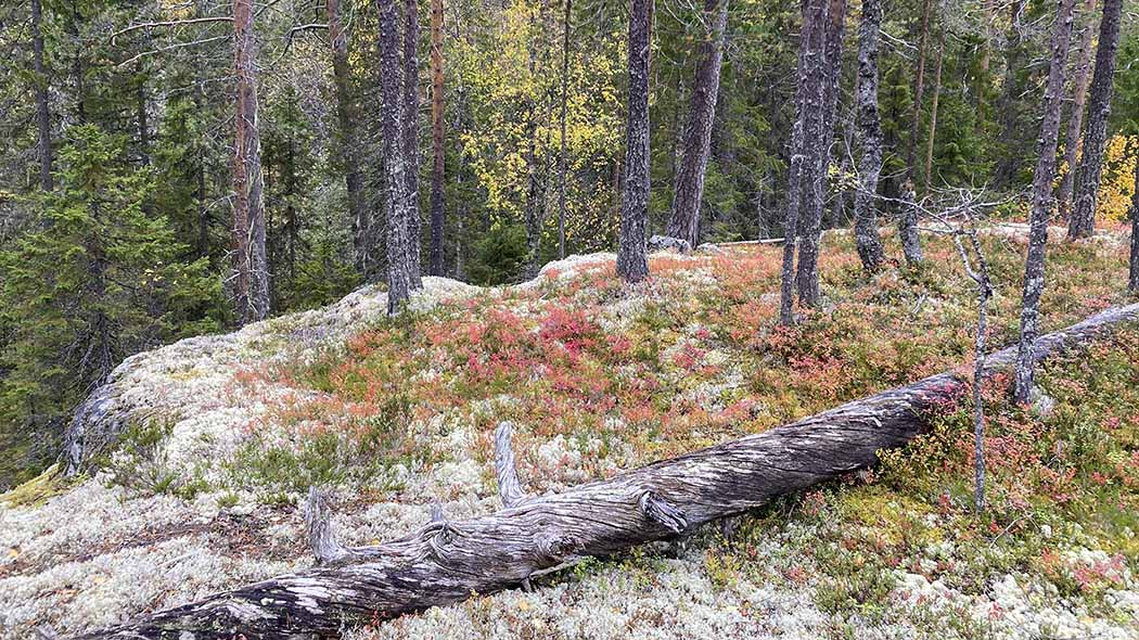 I höstens barrskog finns en klippa med lav och mossa som växer på. Det finns ett markträd på klippan.