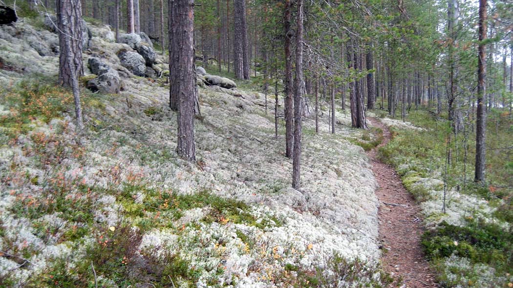 Stig i skogen mellan massor lav.