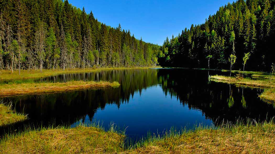 En liten sjö på botten av den skogstäckta dalen.