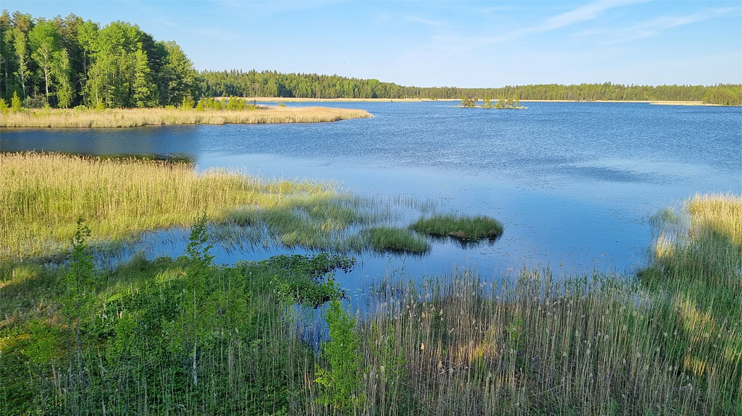 Sjölandskap, vattenväxter på kanten, skogsbrynet i bakgrunden.