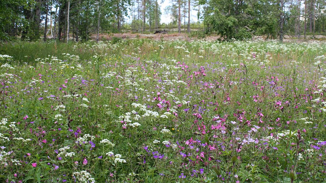 En äng med blommor.