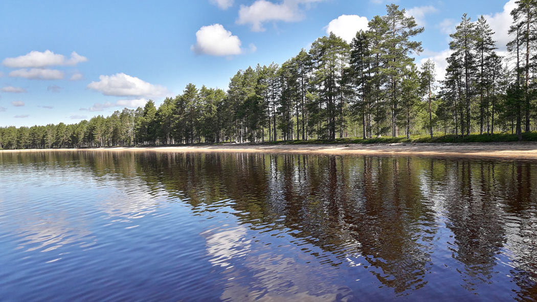 Strand. I förgrunden av sjön. I skogens bakgrund.