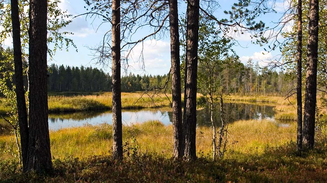 En lugn tjärn mitt i den gamla granskogen, omgiven av strandväxtlighet.