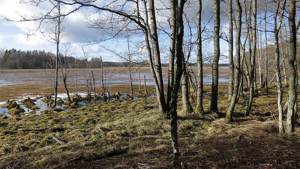 Kulturlandskap, öppen strandäng bakom klibbalarna.