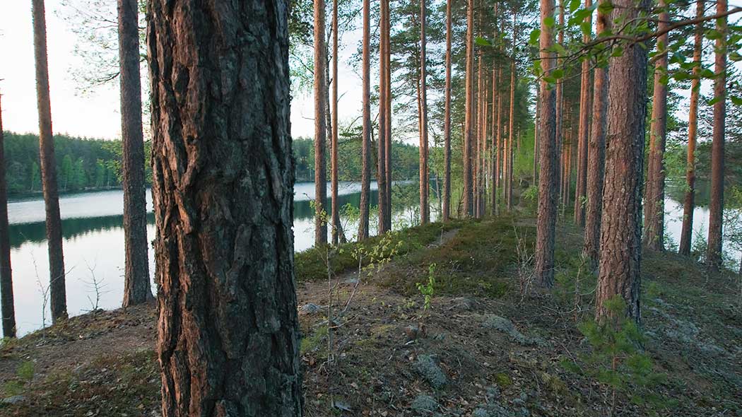 Tallstammar på kullen. Vid kanten syns vatten.