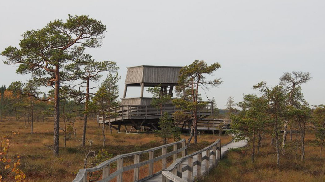 Ett utsiktstorn i trä i kärret på hösten