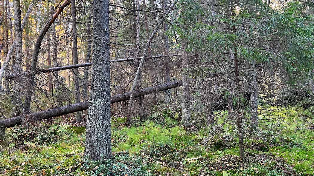 Granskogslandskap från Öjen, två nedfallna träd i bakgrunden.