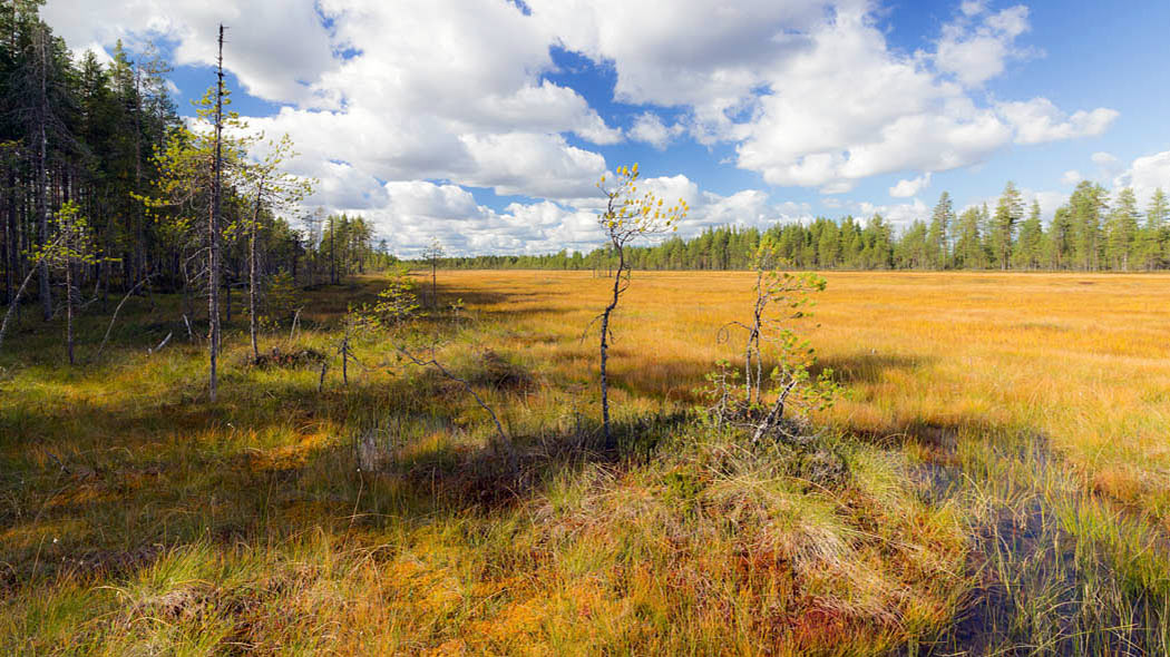 En flackmosse en sommar dag, krokiga tallar i förgrunden. Barrskog växer längs mossens kanter.