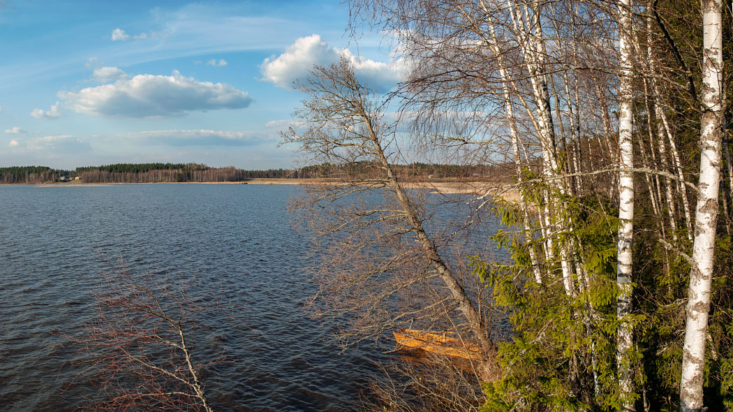 Sjölandskap med skog i bakgrunden. Till höger skymtar en roddbåt bakom en björkdunge.