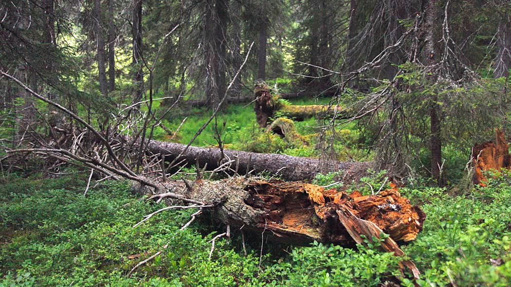 Gammal granskog. Det ligger stora nedfallna granar på marken.