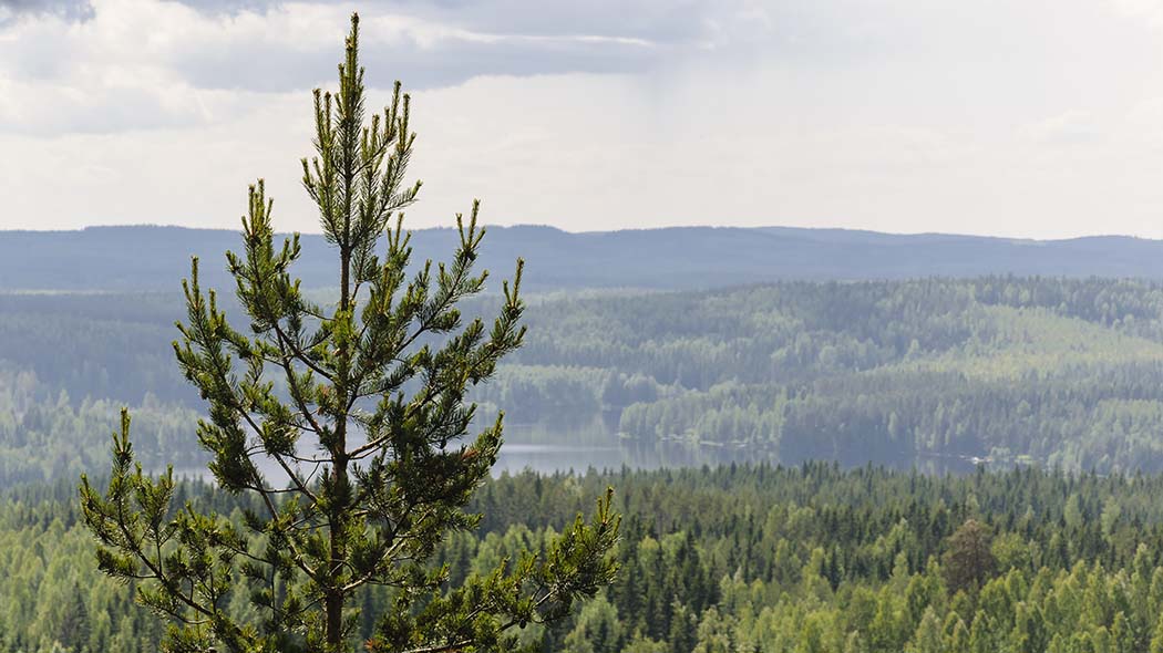 Från toppen öppnar sig ett skogslandskap.