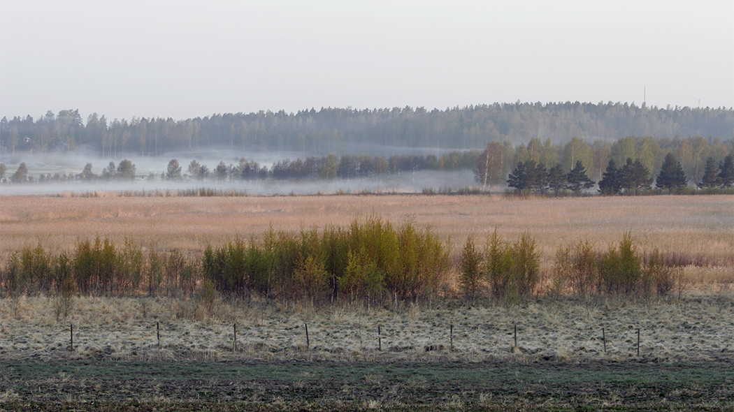 Vy över en våtmark på hösten. I förgrunden några stolpar av ett staket och några små träd. I bakgrunden mera skog och ett landskap i morgondimma.