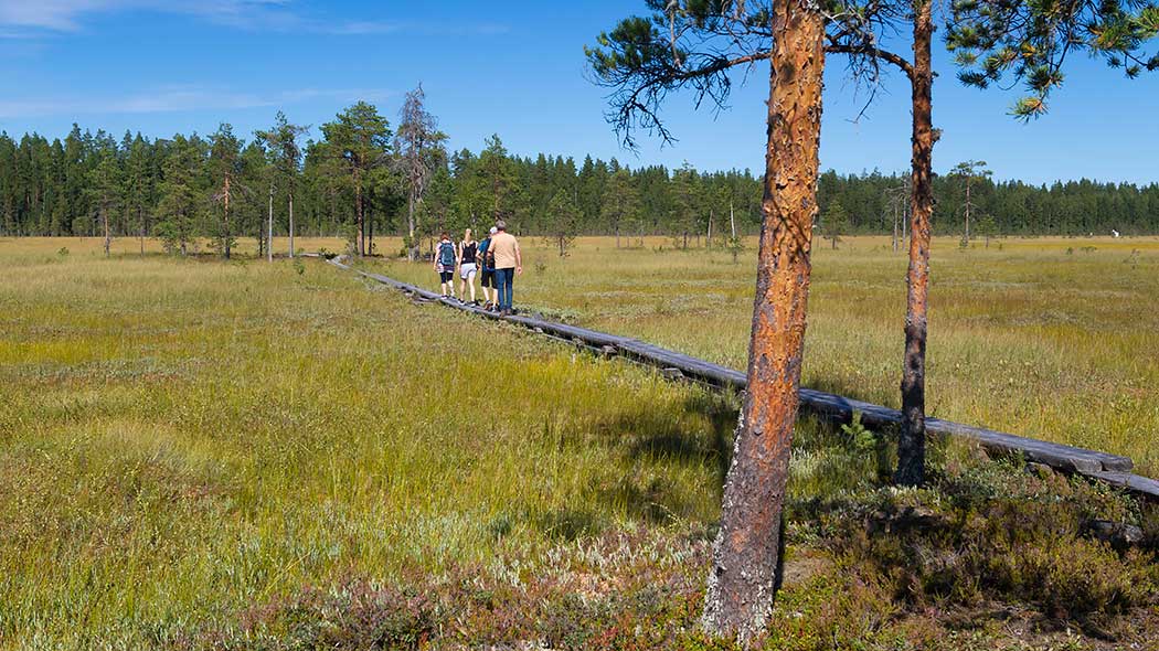 Människor går på spångar mitt i myren.