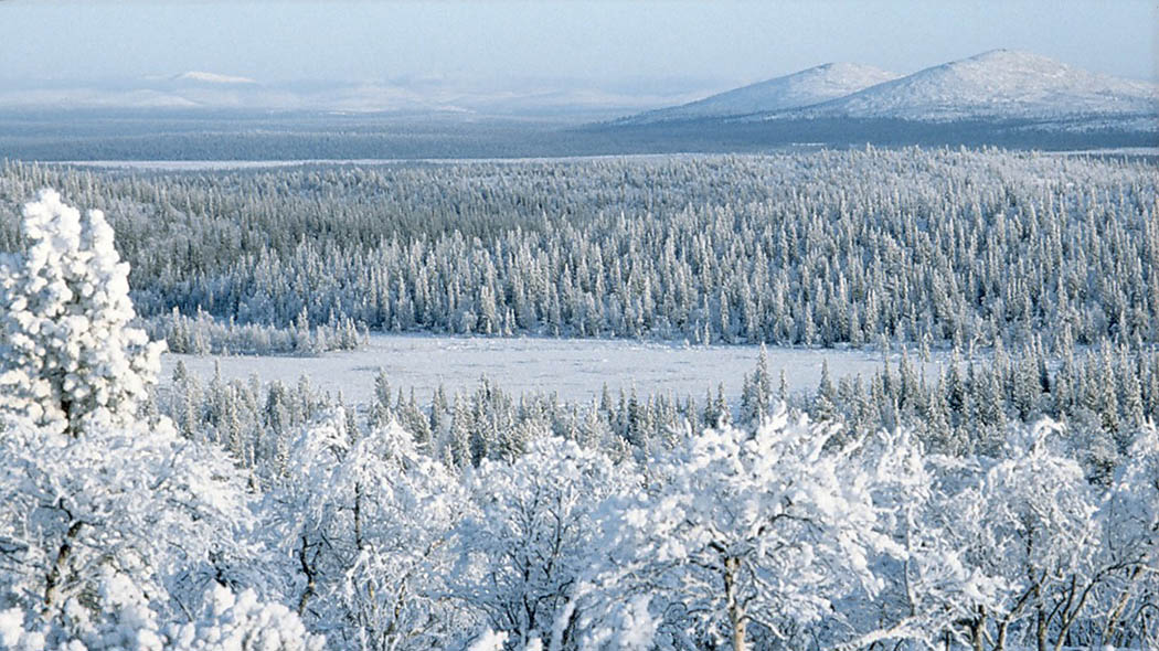 Snötäckta lövträd och nedanför frostiga granar. Till höger i horisonten finns två fjälltoppar. Landskapet är blågrått.