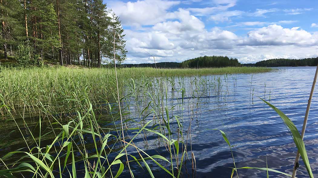 Stranväxtlighet, skog i bakgrunden.