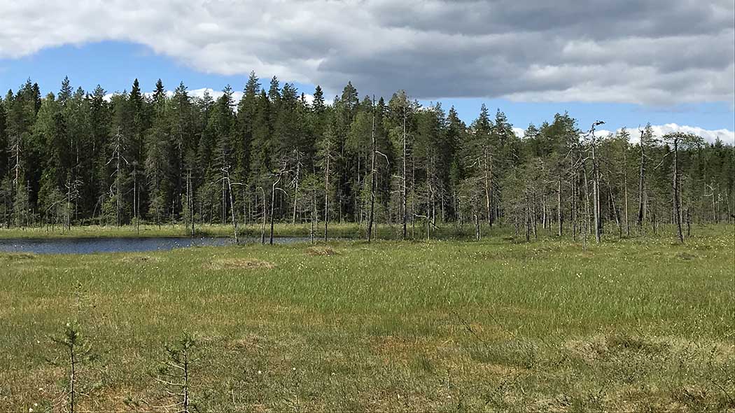 Sommarlandskap, i förgrunden finns ett träsk och en damm och i bakgrunden en skog.